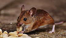 24 Hour & Emergency Exterminators in Chebeague Is, ME